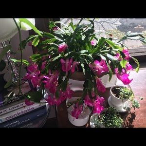 Meet your Posher, Alison